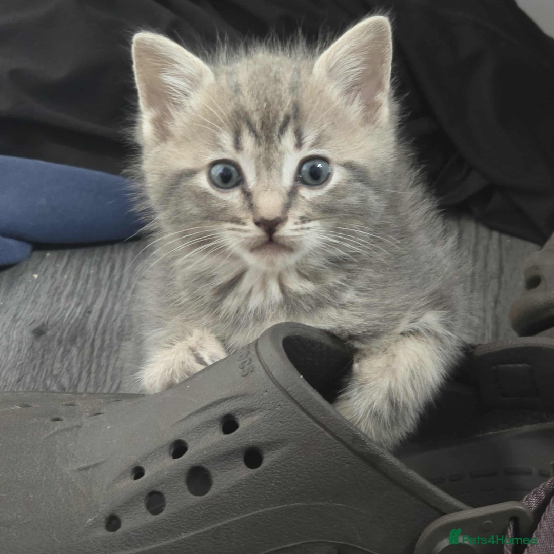 Mixed Breed cats for sale: Adorable Ragdoll Mix Kittens  - Image 11