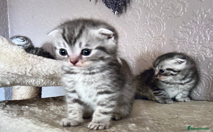 Scottish Fold cats - Advert 10