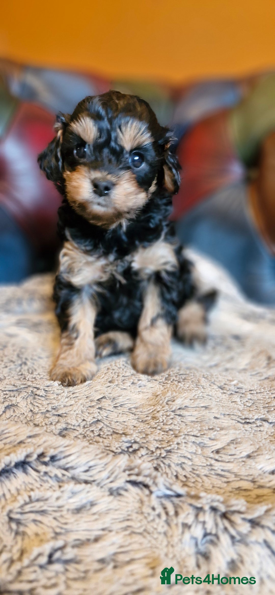 Cavapoo dogs for sale: Gorgeous f1b Cavapoo pups - Advert 25