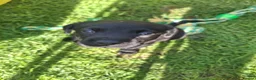 Labrador Retriever dogs for sale: Labrador Pups KC Reg.  - Advert 14