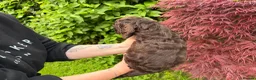 Cockapoo dogs for sale: 3 GIRLS LEFT ,VET CHECKED & READY FOR NEW HOMES 🩷 - Advert 23