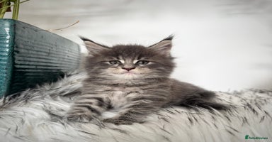 Maine Coon cats - Advert 16