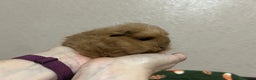 Guinea Pig rodents for sale: Swiss baby boars ready now - Advert 1