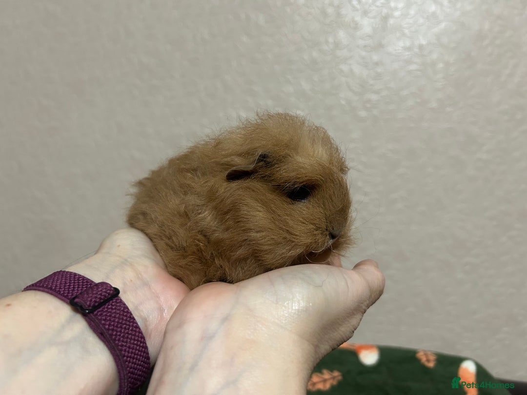 Guinea Pig rodents for sale: Swiss baby boars ready now - Advert 1