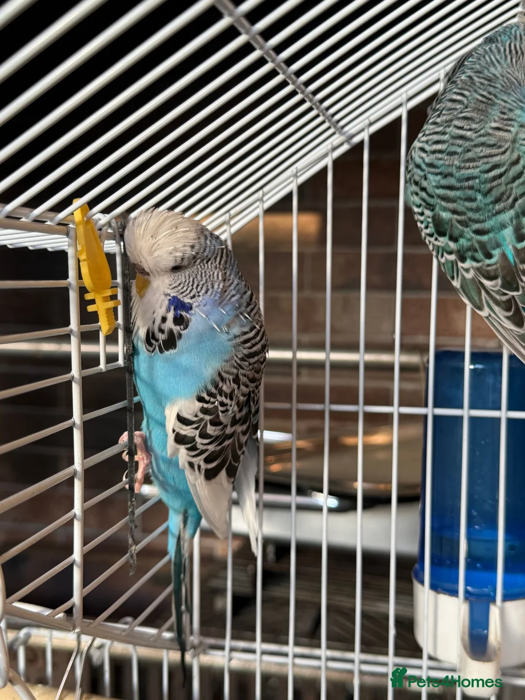 Budgerigars birds for sale: 3 Beautiful Budgies with Cage & Accessories in Maidstone - Advert 1