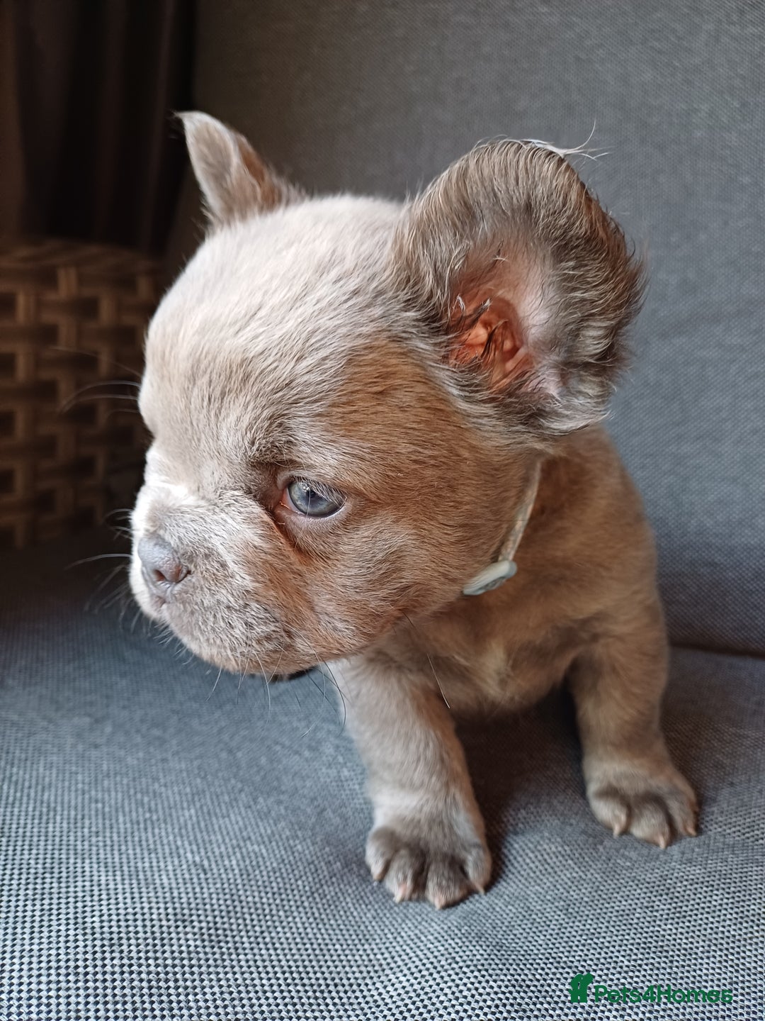 French Bulldog dogs for sale: Fluffy French bulldogs - Image 15