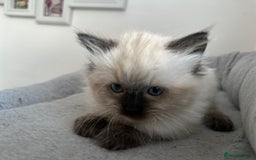 Ragdoll cats for sale: Gorgeous ragdoll kitten - Image 7