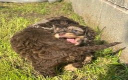 Mixed Breed dogs for sale: Chocolate merl Cockerpoo puppies - Image 8