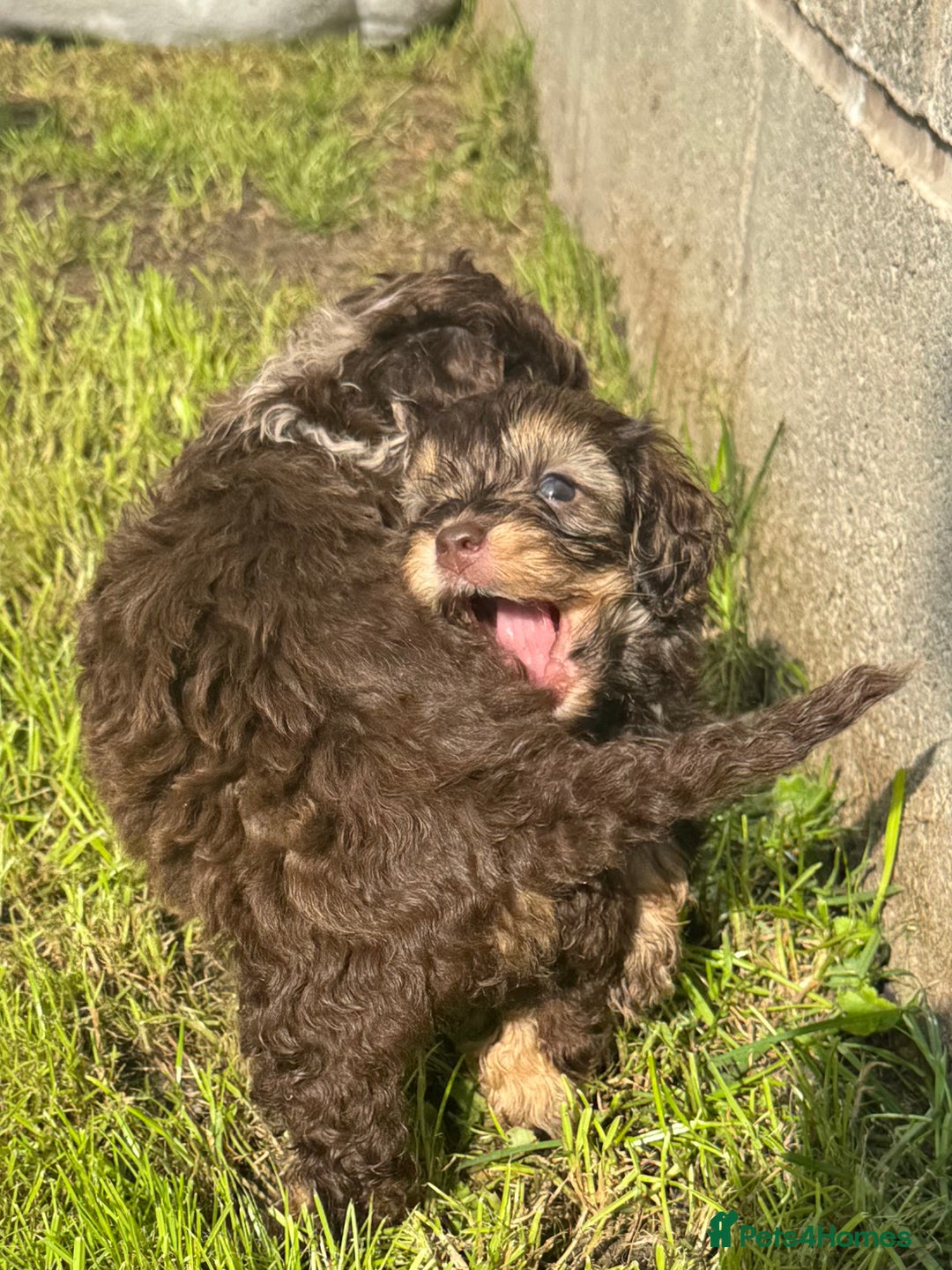 Mixed Breed dogs for sale: Chocolate merl Cockerpoo puppies - Image 8