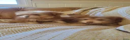 Mixed Breed dogs for sale: Pomskpoos - Advert 2