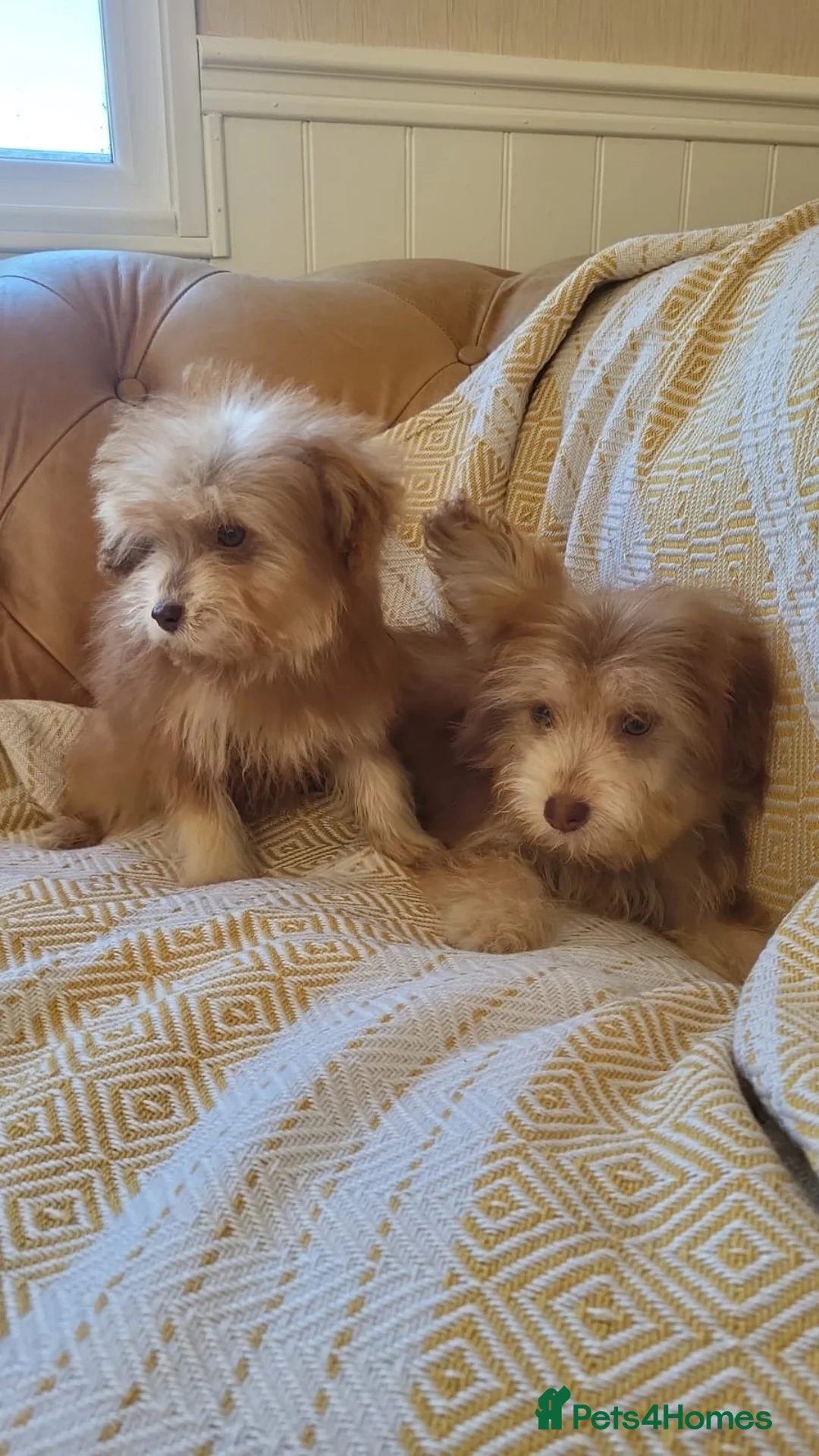 Mixed Breed dogs for sale: Pomskpoos - Advert 2