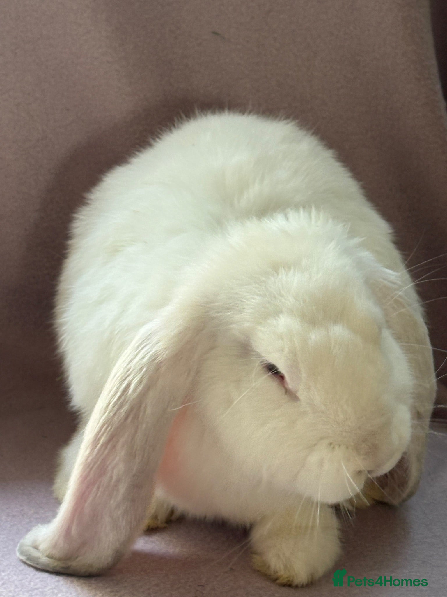 French Lop rabbits French lop baby - Advert 1