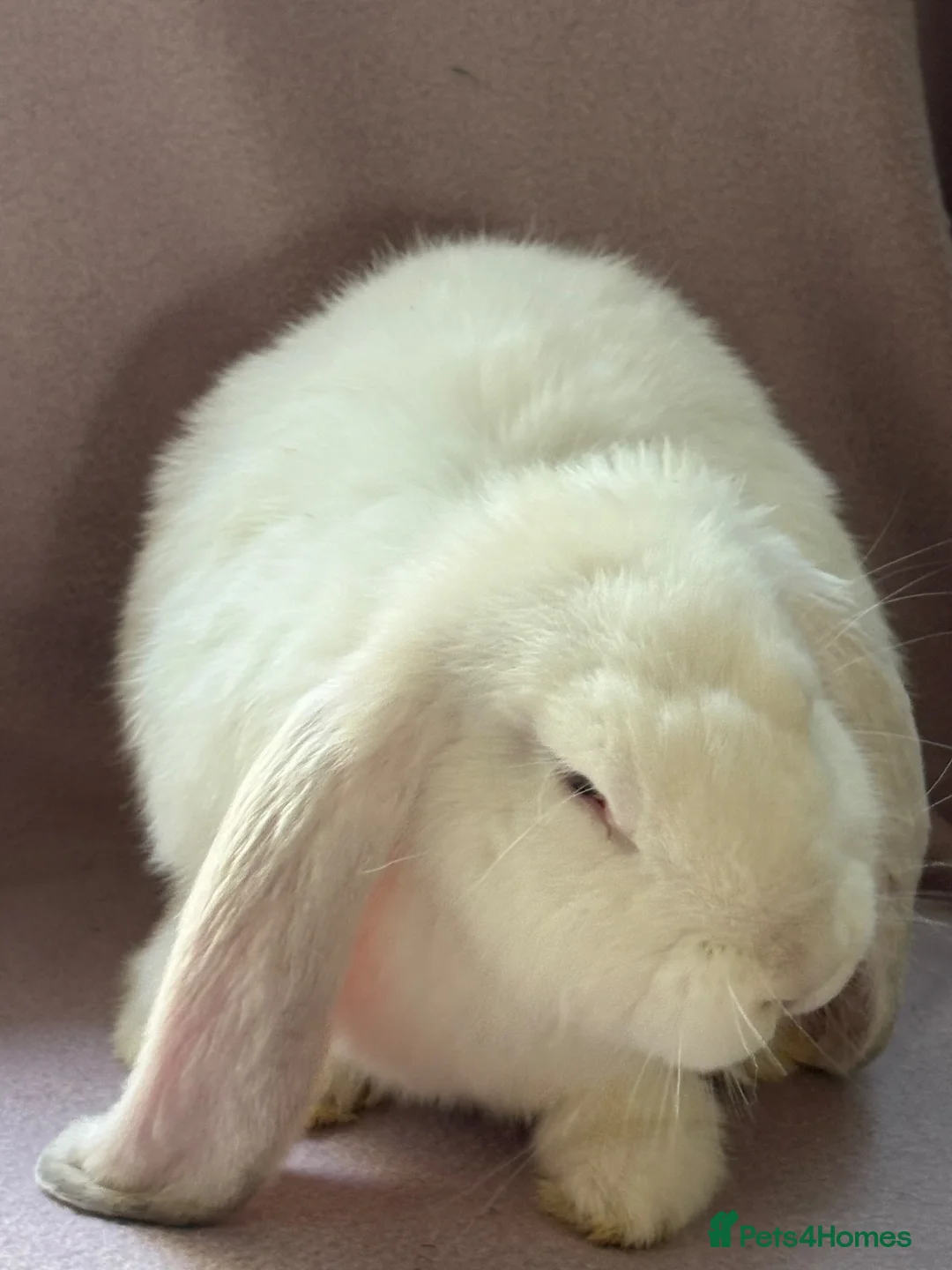 French Lop rabbits for sale: French lop baby - Advert 1