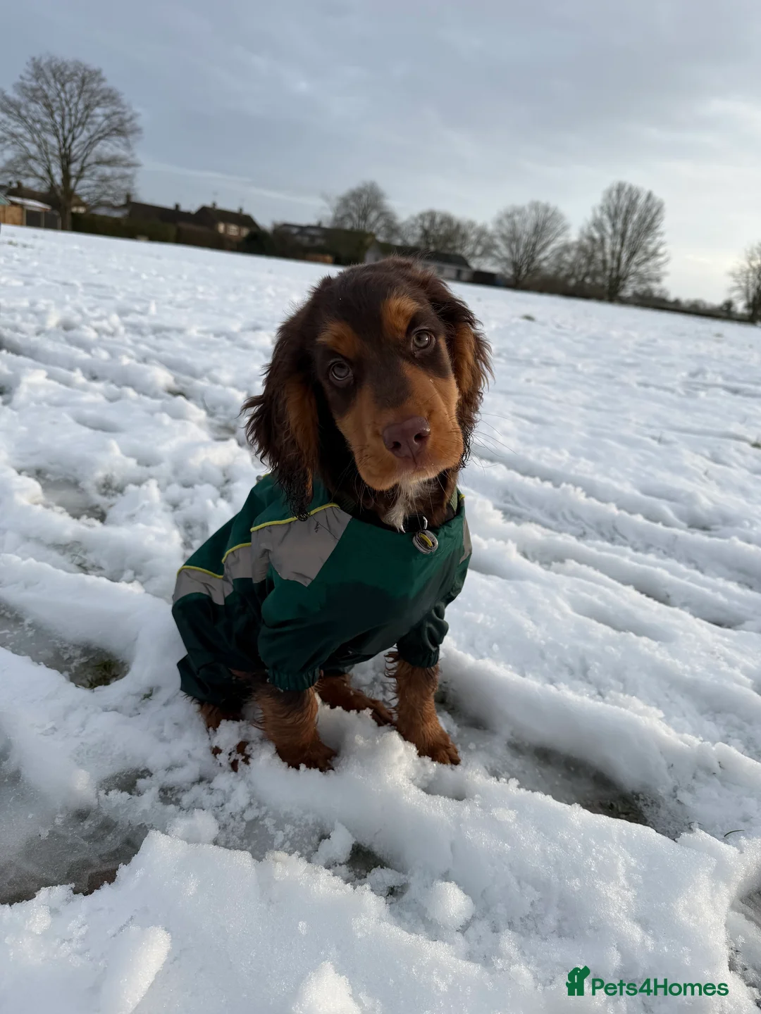 Cocker Spaniel dogs for sale: Cocker Spaniel Puppy - Rolo  - Advert 5