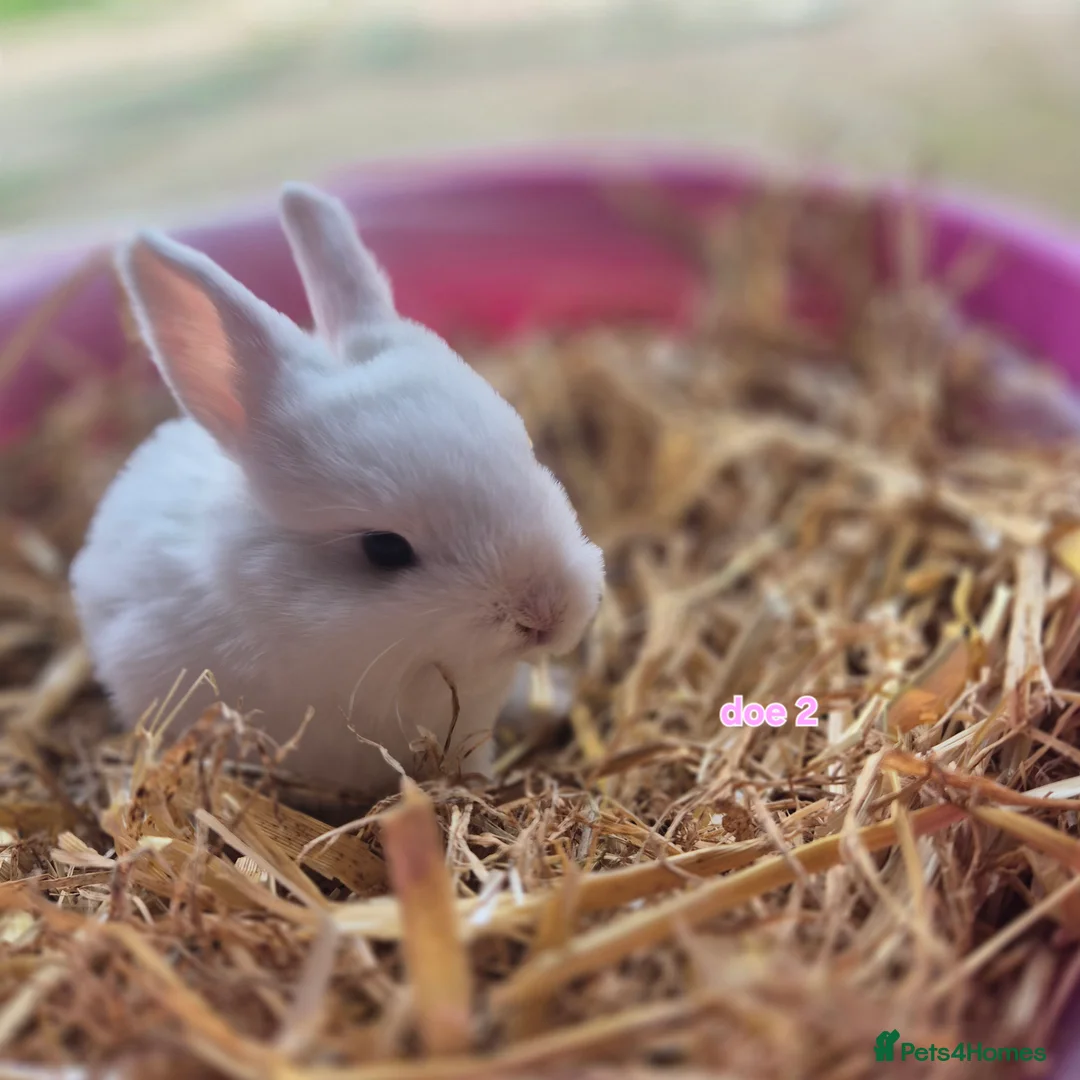 Mini Lop rabbits for sale: Beautiful mini lop x Rhinelander kits ready April - Advert 3
