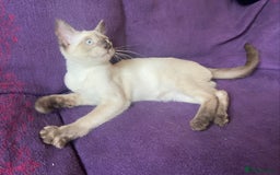 Siamese cats for sale: Beautiful Traditional Siamese Kitten - Image 4