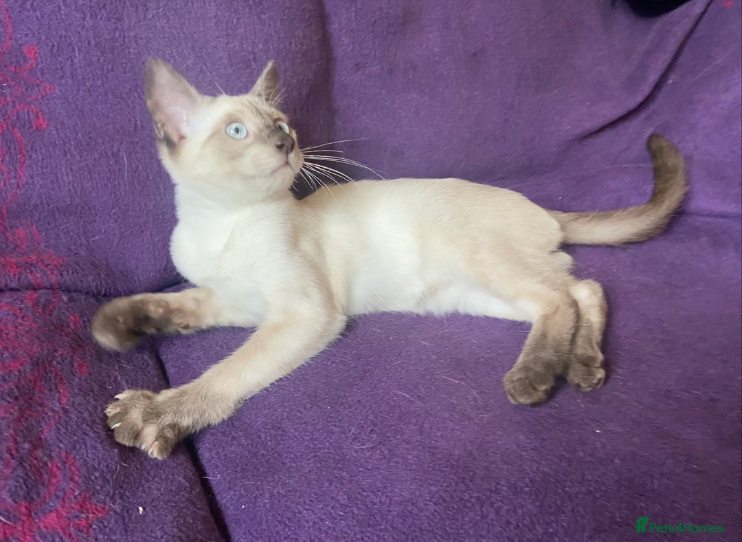 Siamese cats for sale: Beautiful Traditional Siamese Kitten - Image 4