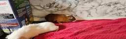 Guinea Pig rodents for sale: 2 pairs of brothers  - Advert 4