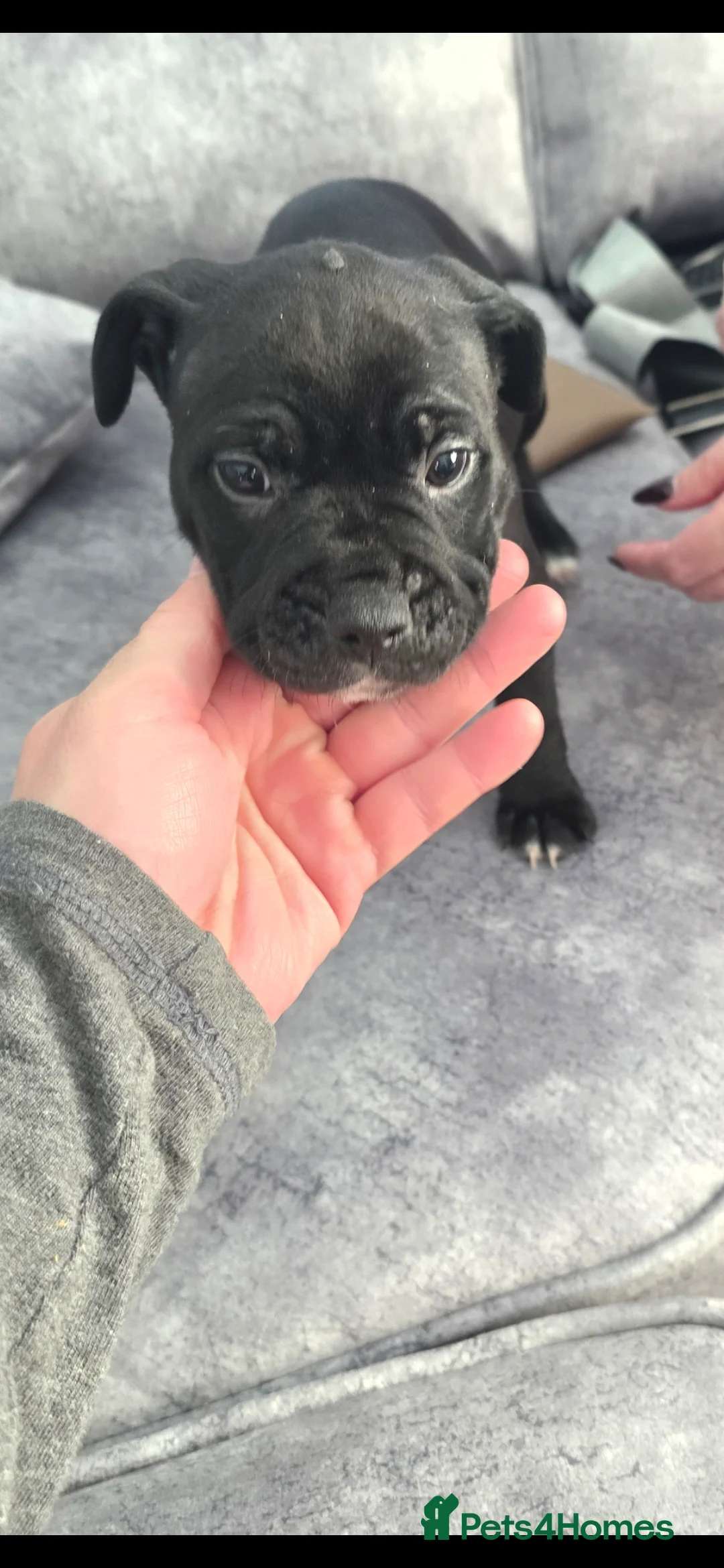 Mixed Breed dogs for sale: Female Staffy X Alapaha Blue Blood Bulldog Pups - Advert 3