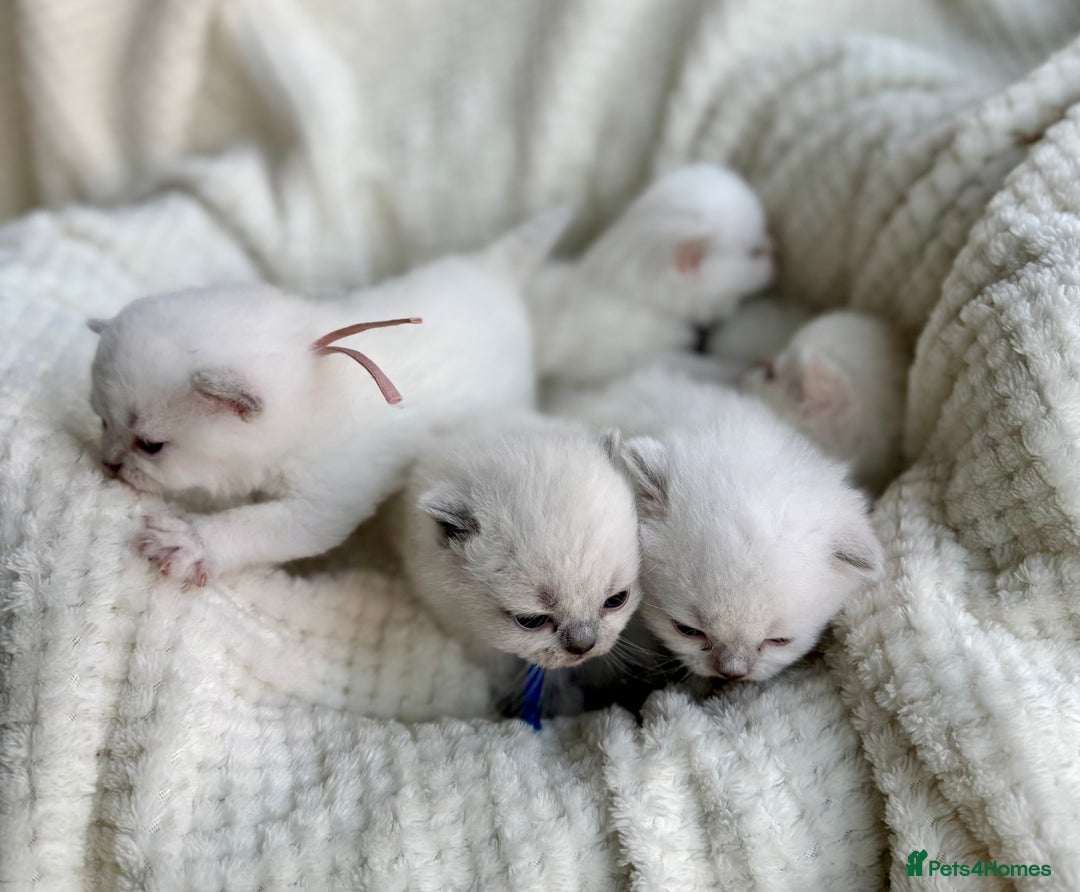British Shorthair cats for sale: 5 lilac colour point kittens  - Advert 8