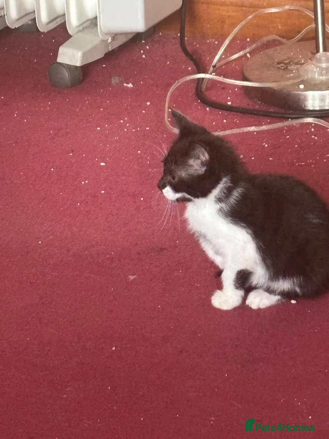 Mixed Breed cats for sale: Black/White Female kitten Black male kitten in Peterhead - Advert 2