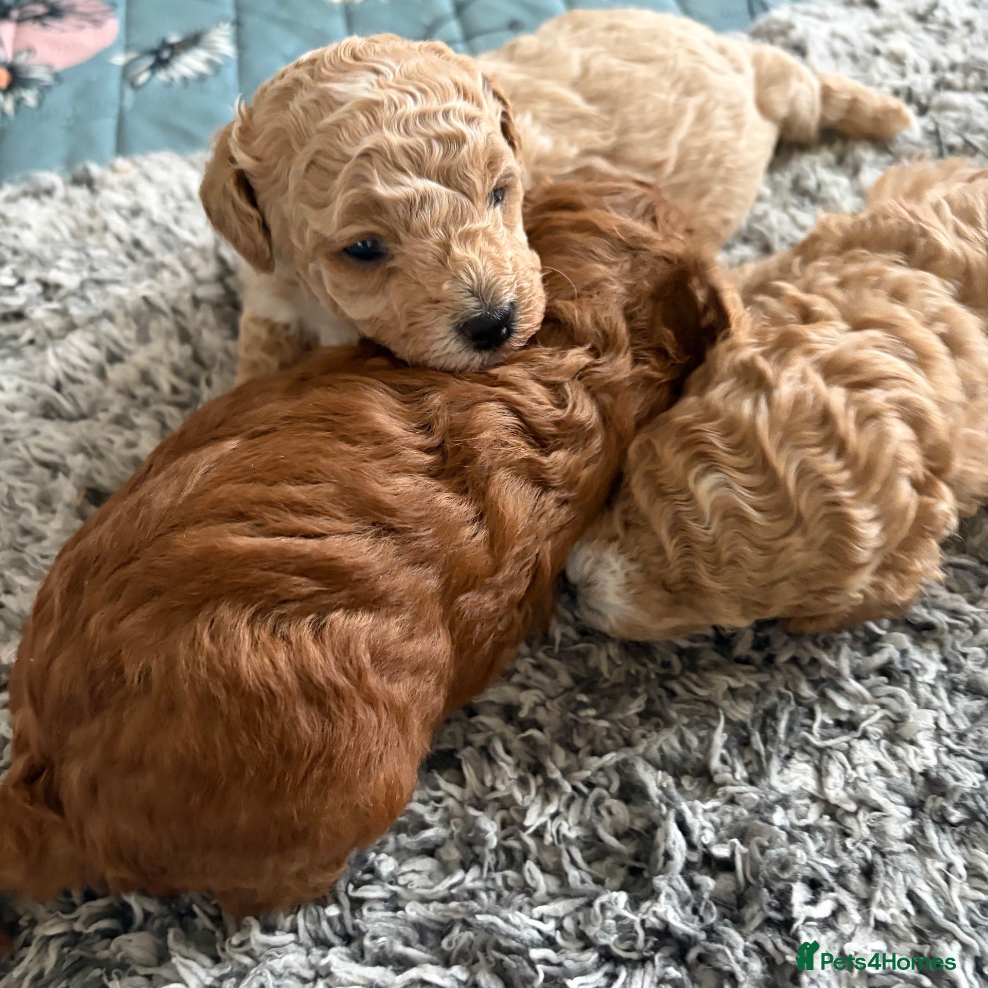 Maltipoo dogs 🐾 F1b Maltipoo Puppies Available – Bingham 🐾 - Advert 6