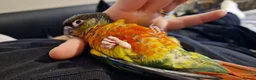 Conures birds for sale: Adorable fully hand reared baby conures!!  - Advert 19