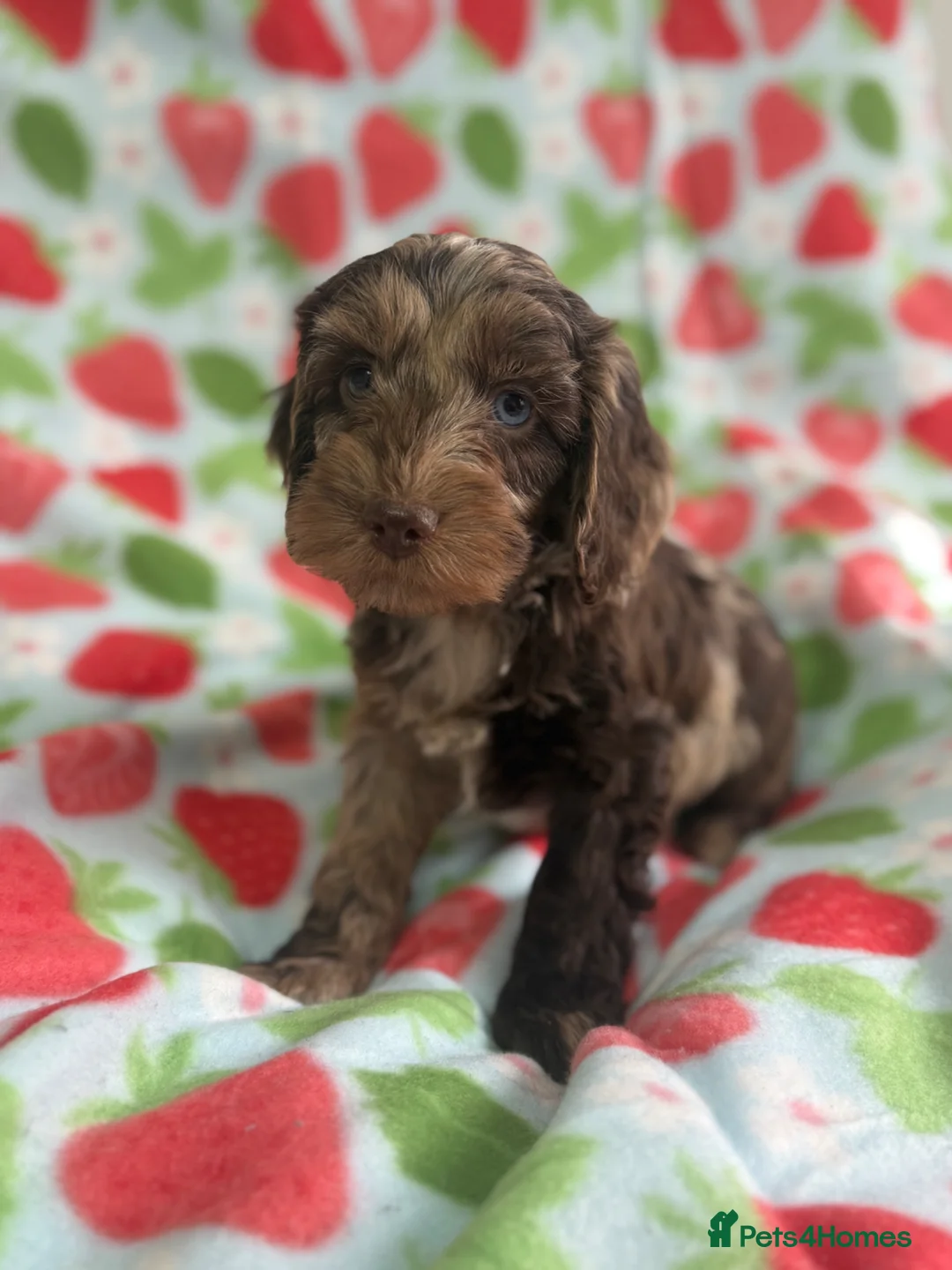 Cockapoo dogs for sale: Cockapoo puppies  in Cookstown - Advert 1