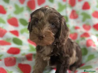 Cockapoo dogs Cockapoo puppies - Advert 1