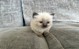Ragdoll cats for sale: Ragdoll kittens for sale  - Image 8