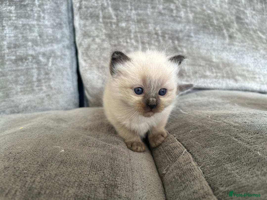 Ragdoll cats for sale: Ragdoll kittens for sale  - Image 8