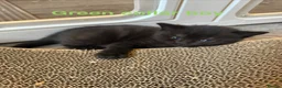 British Shorthair cats for sale: 4 British short hair kittens  - Advert 19