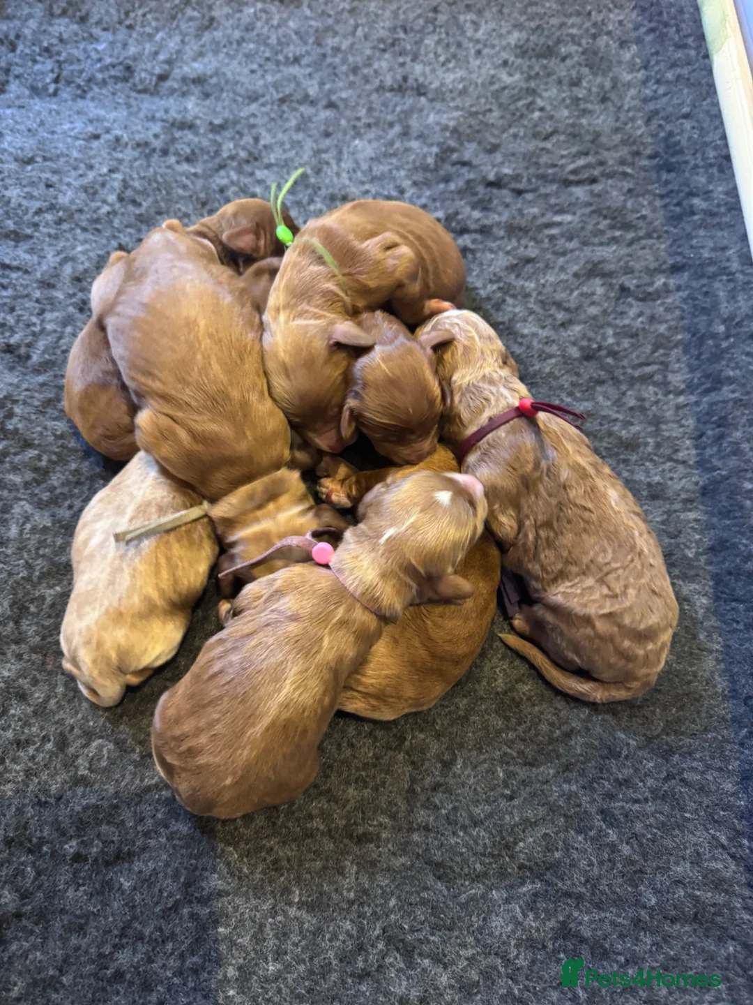 Mixed Breed dogs for sale: Cockadoodle puppies in Bridlington - Advert 6