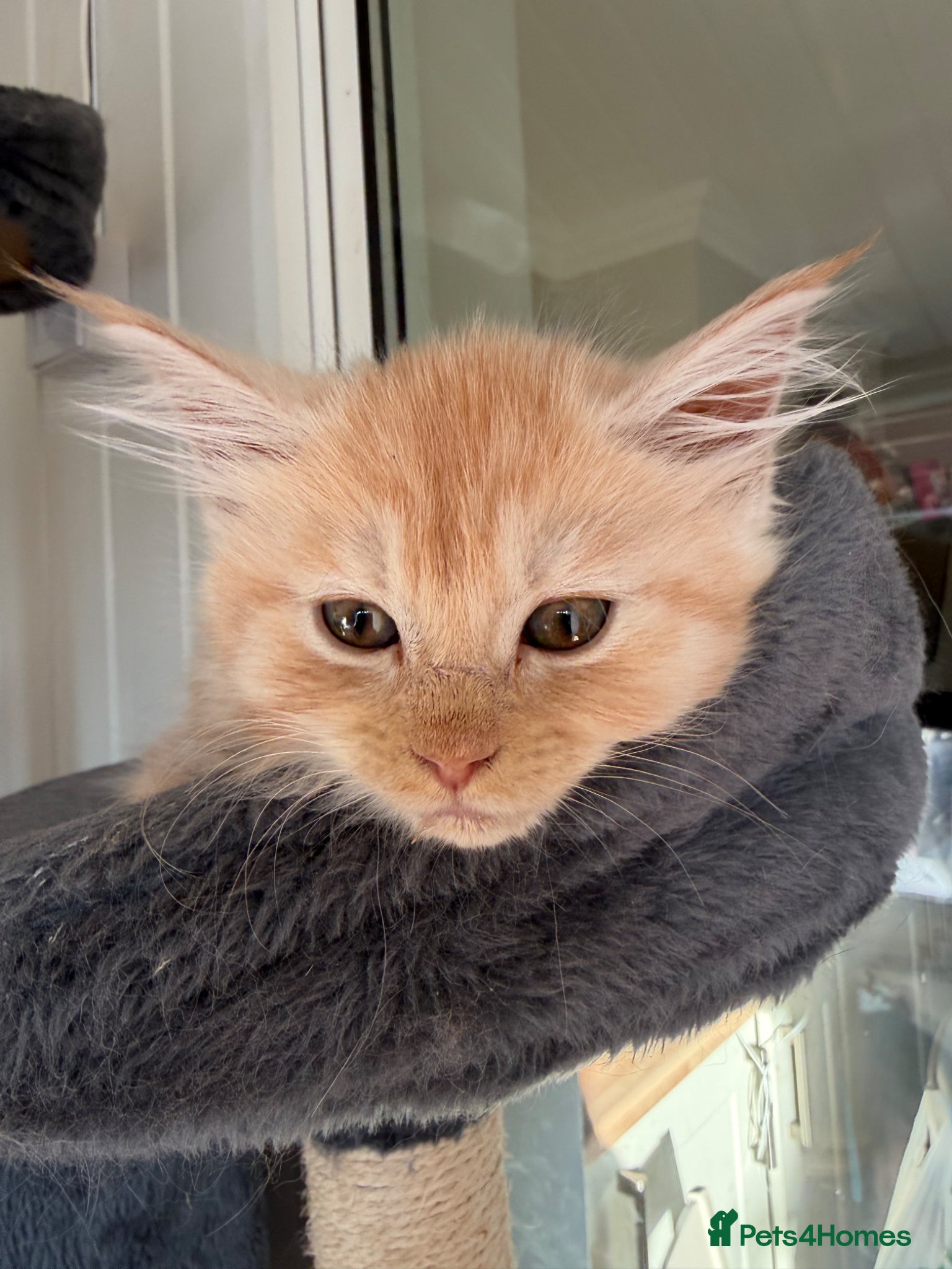 Maine Coon cats Maine Coon Cross Kittens  - Advert 2