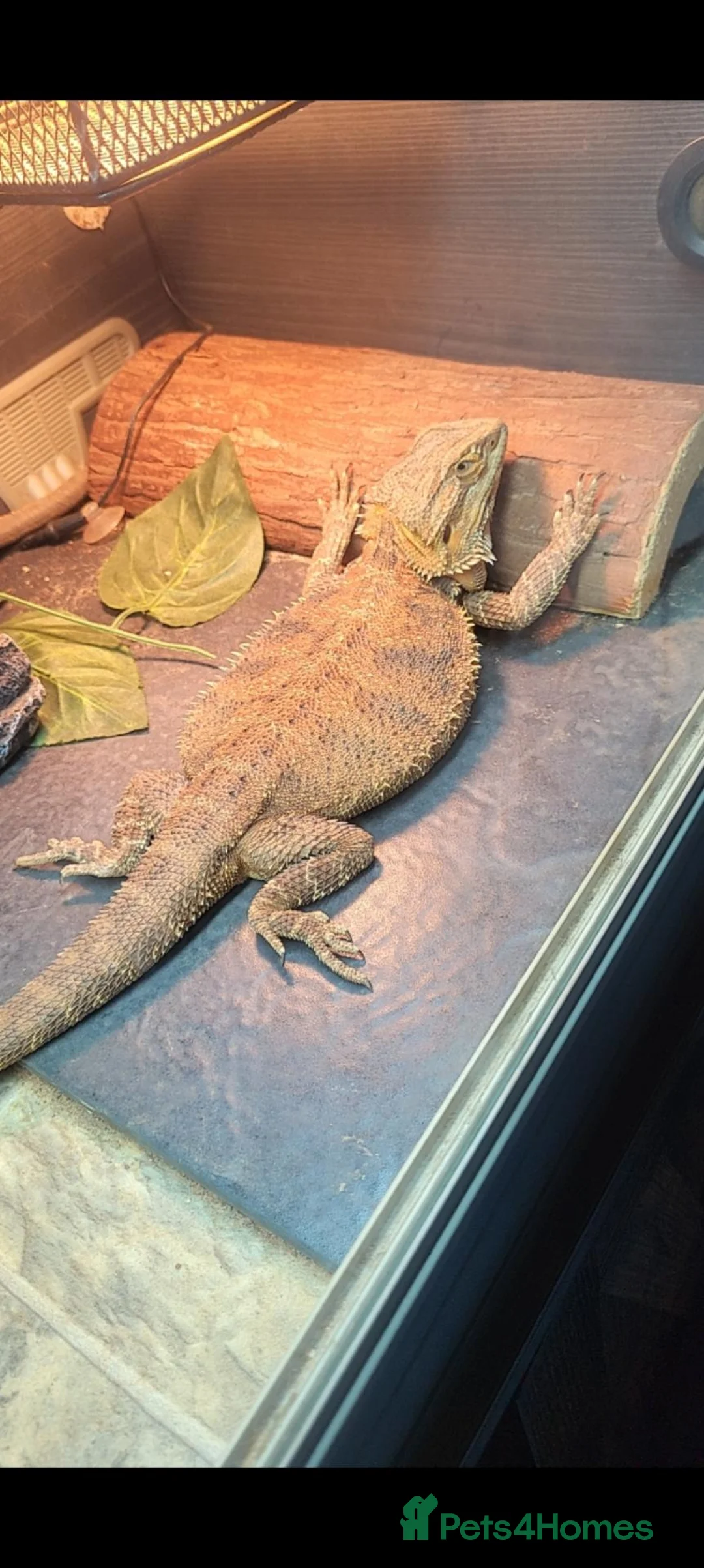 Bearded Dragon reptiles for sale: Bearded dragon with set up in Wotton-under-Edge - Advert 6