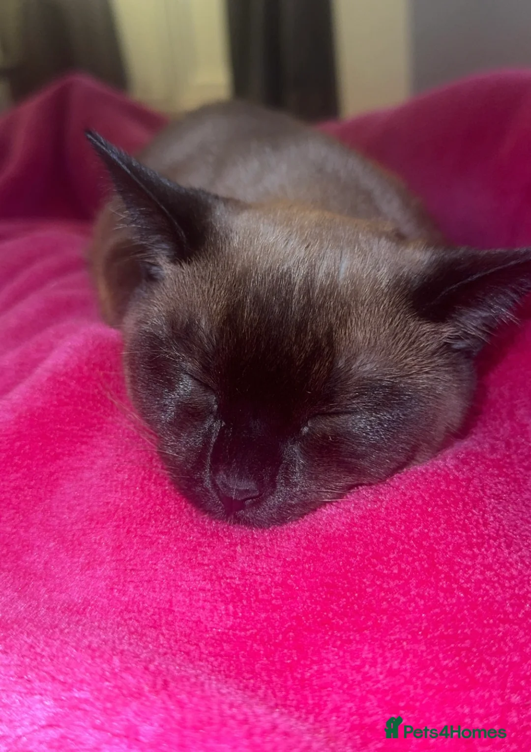 Burmese cats for sale: Burmese female kitten - Advert 2