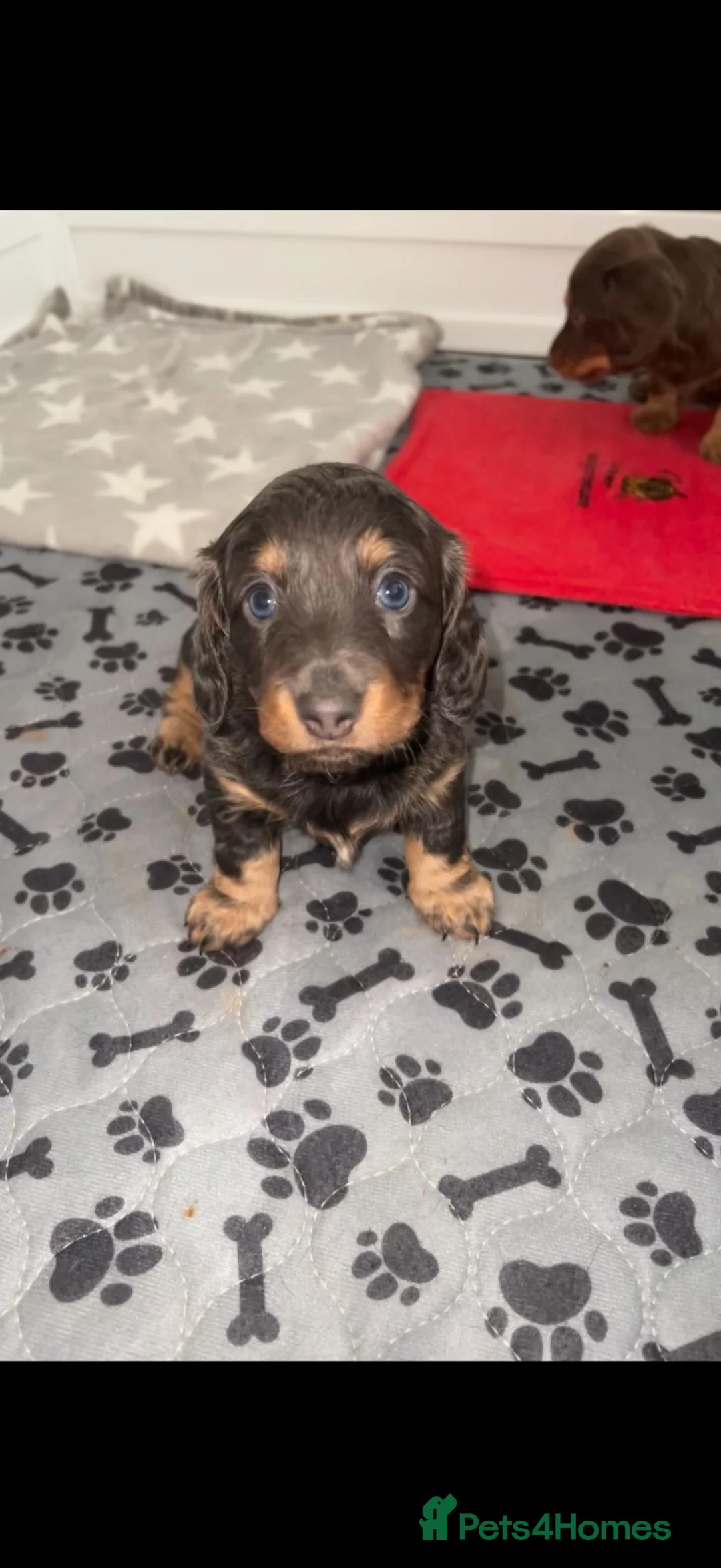 Miniature Dachshund dogs for sale: 🩷gorgeous long hair female miniature dachshund🩷 in Nottingham - Advert 5