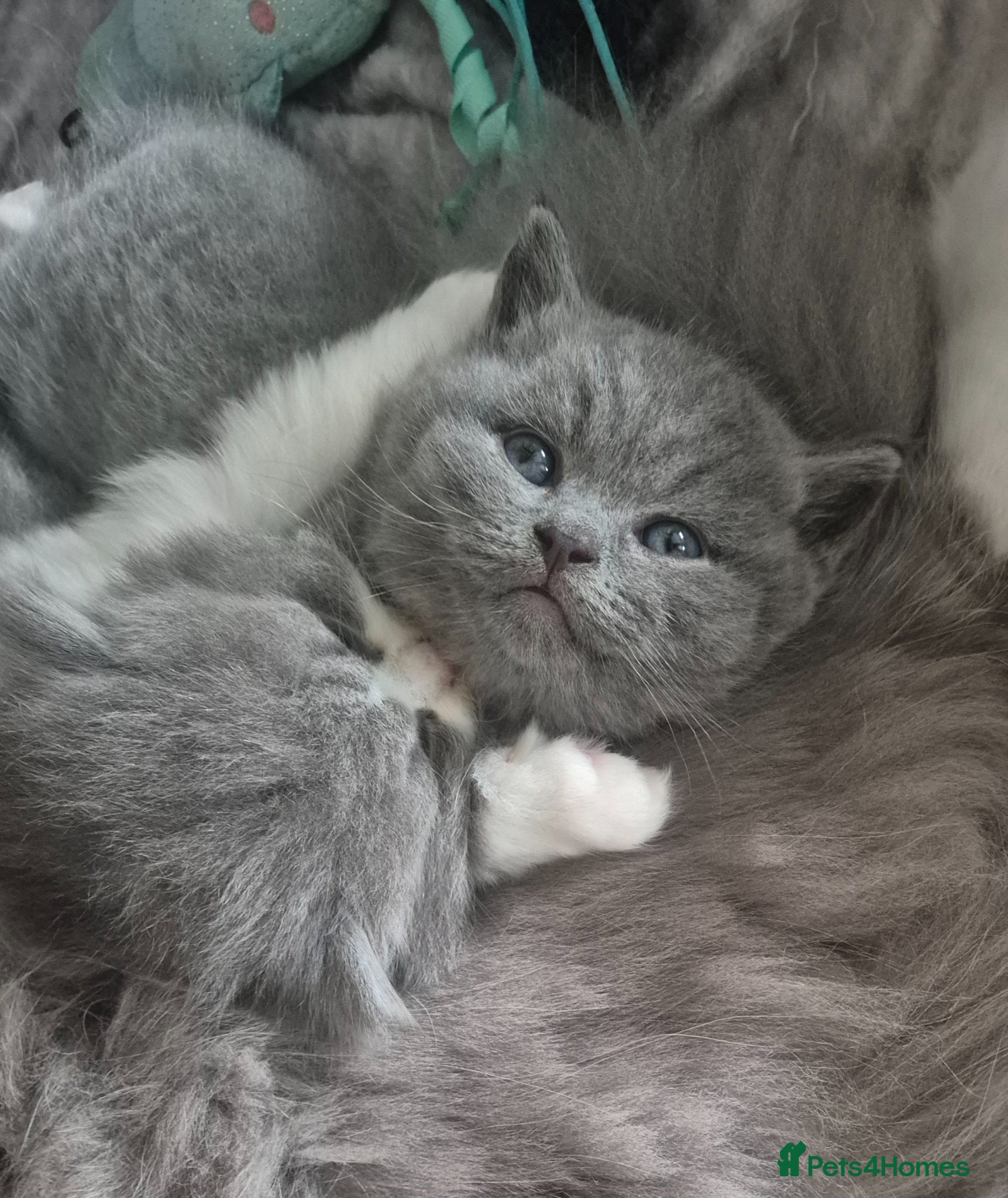 British Shorthair cats Stunning pedigree British short/longhair/ kittens  - Advert 3