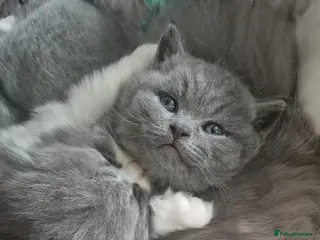 British Shorthair cats Stunning pedigree British short/longhair/ kittens - Advert 14