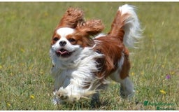 Cavalier King Charles Spaniel dogs for sale: KC Health Tested Cavalier King Charles Puppy  - Image 9