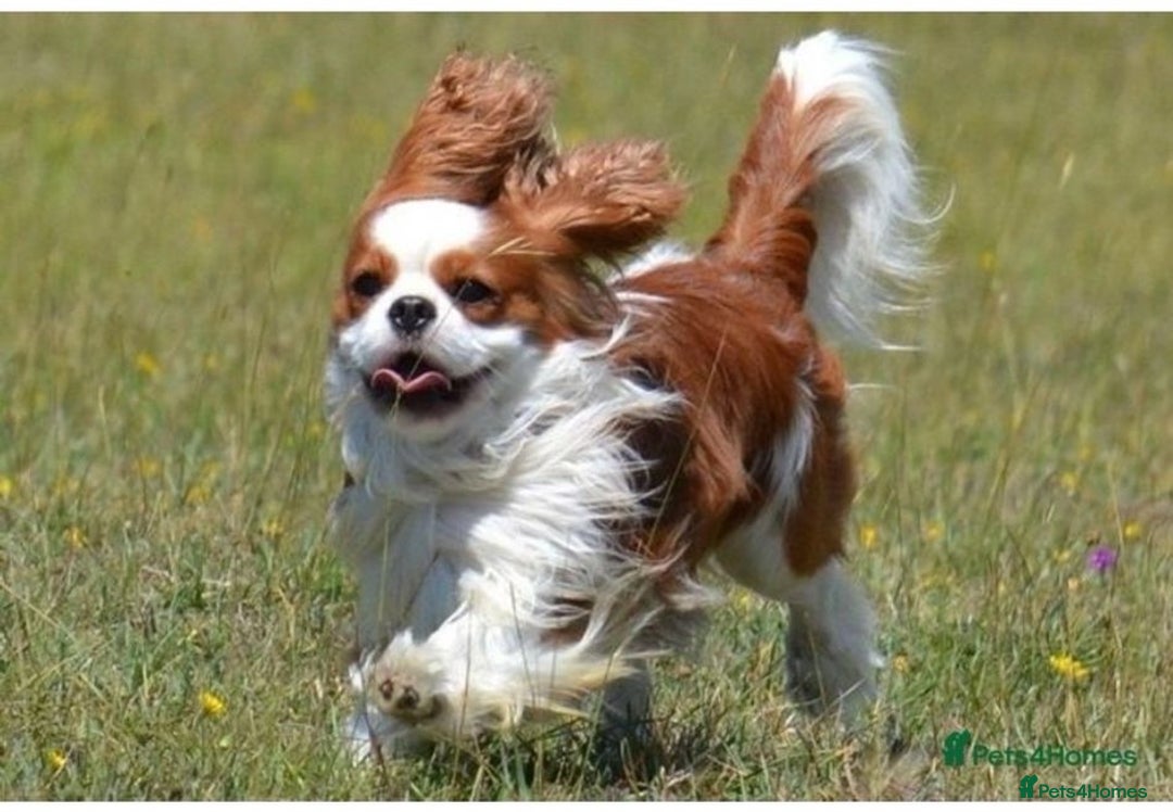 Cavalier King Charles Spaniel dogs for sale: KC Health Tested Cavalier King Charles Puppy  - Image 9