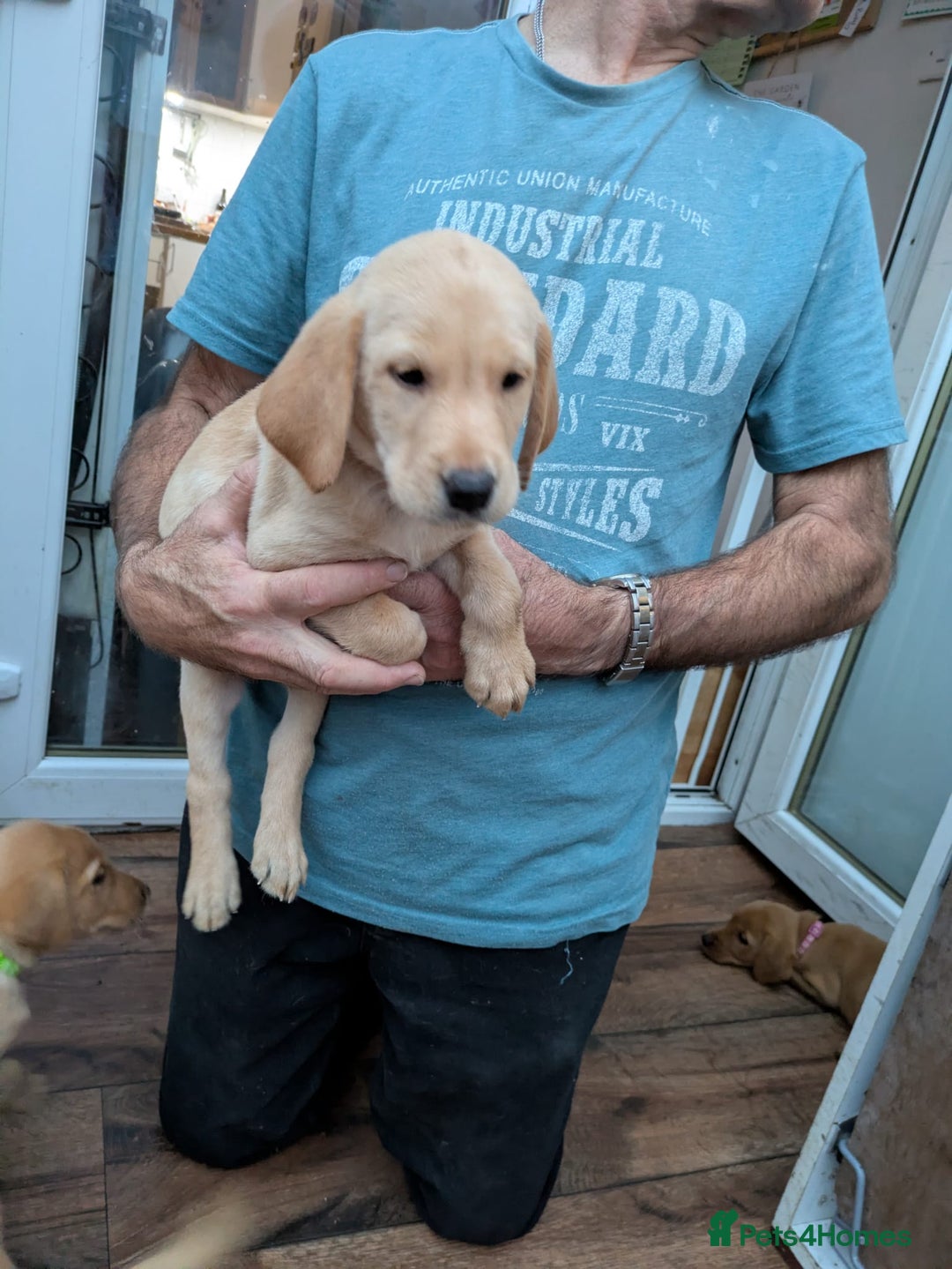 Labrador Retriever dogs for sale: Red and yellow Labrador puppies for sale. - Image 13