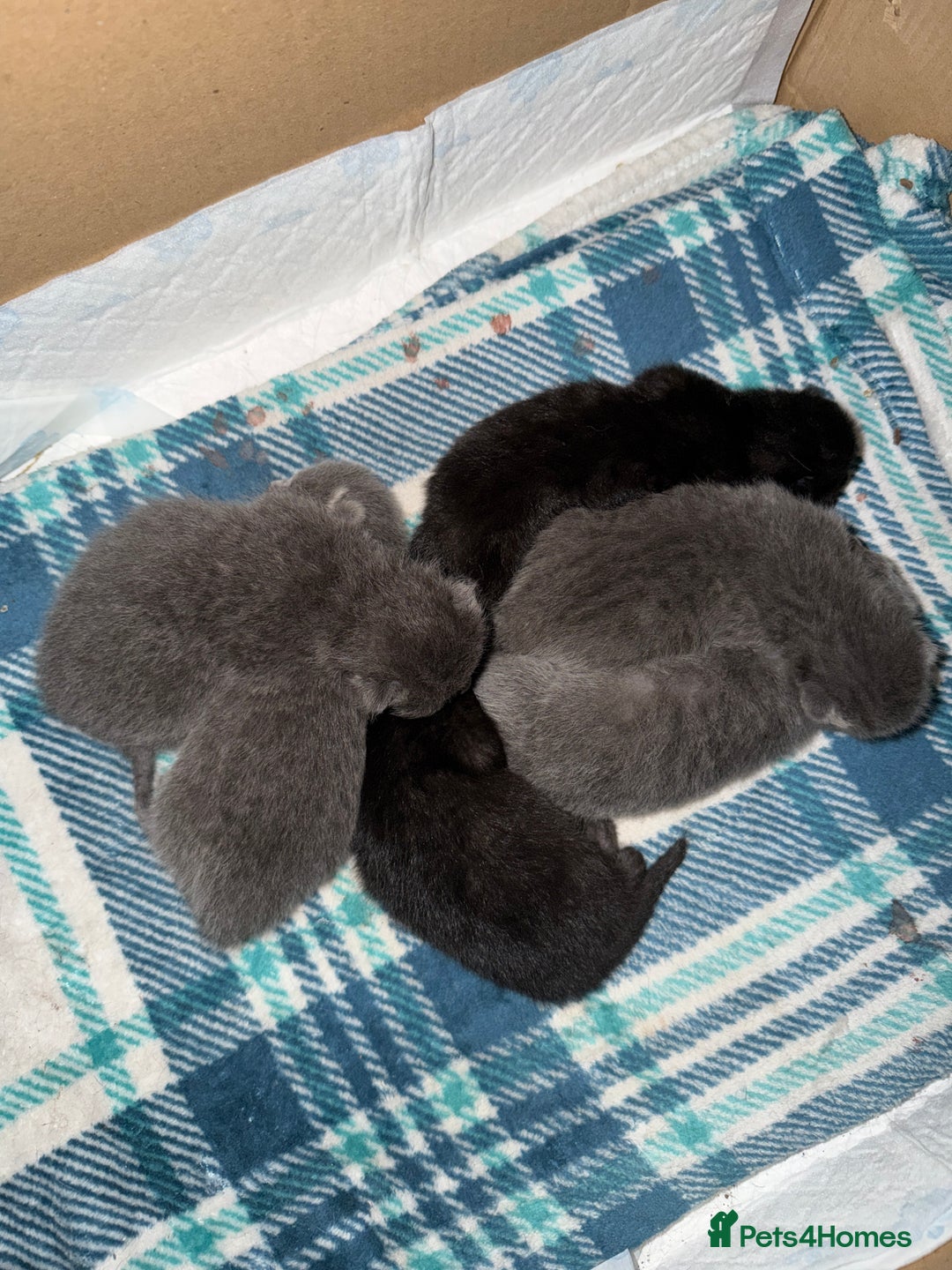 Ragdoll cats for sale: 6 Beautiful Ragdoll cross Domestic shorthair - Advert 9