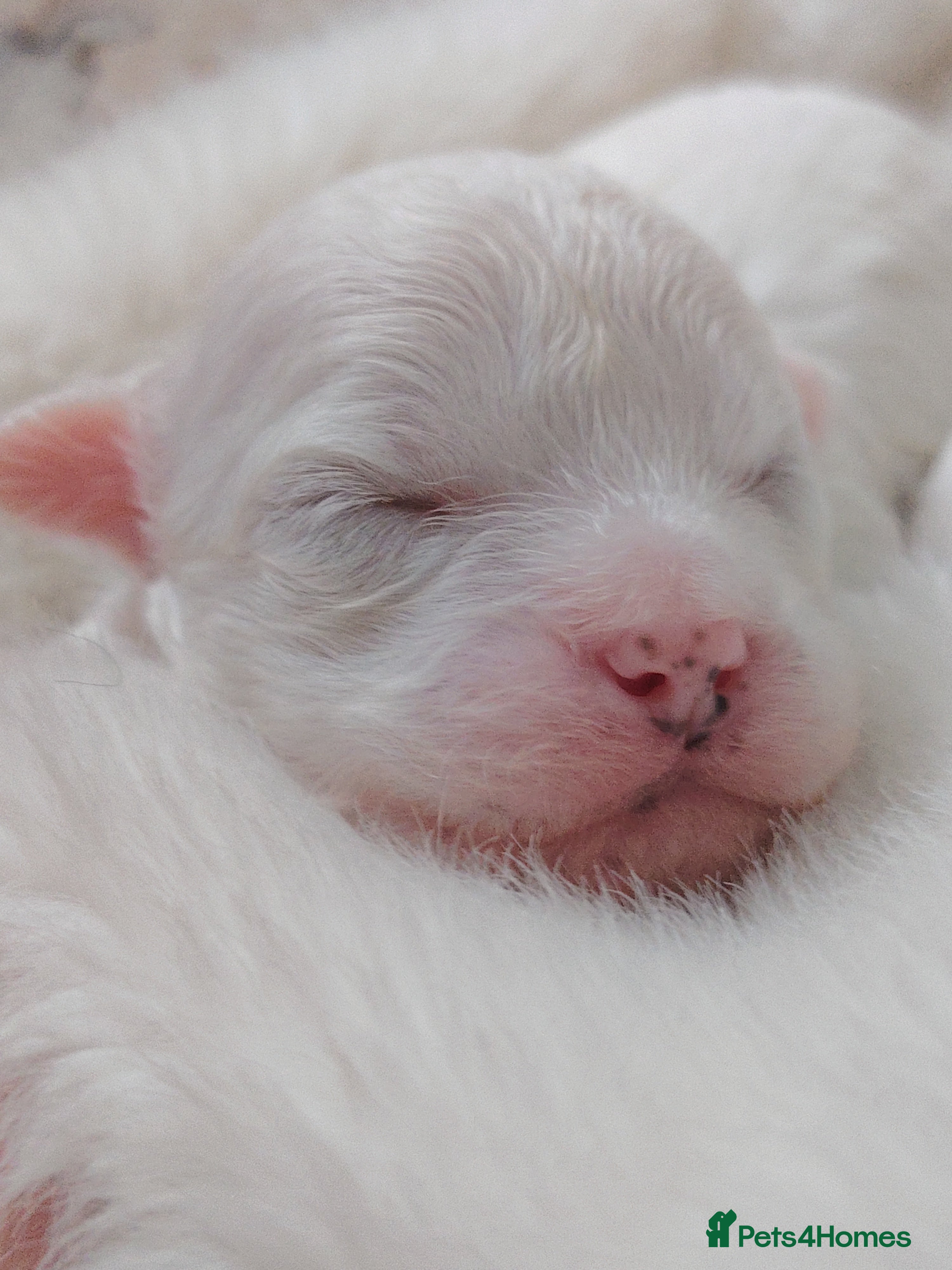 Shihpoo dogs 🤎🤍 The perfect babies 🤎🤍 - Advert 7