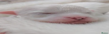 Shihpoo 5