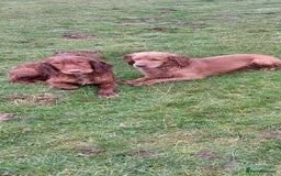 Cocker Spaniel dogs for sale: Health tested working cocker spaniels  - Image 33