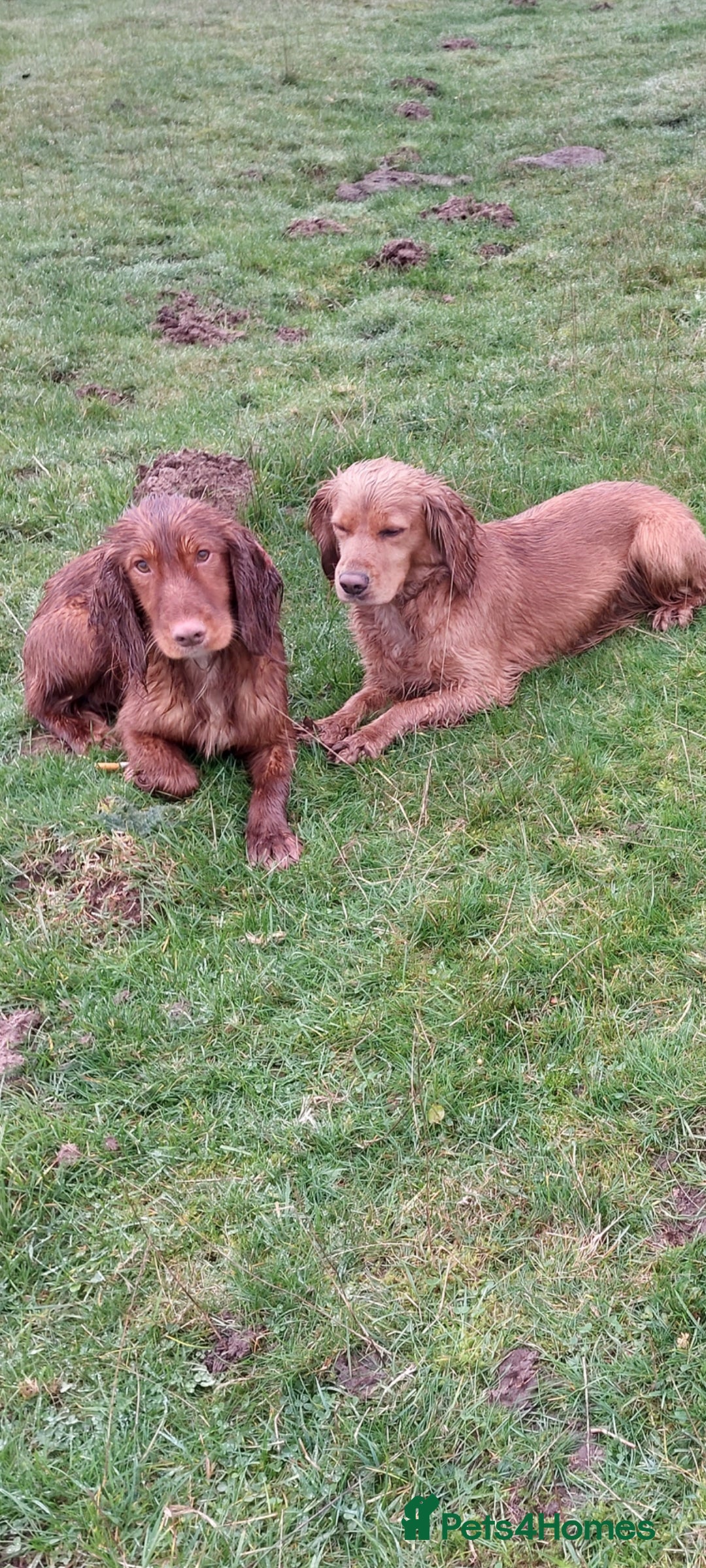 Cocker Spaniel dogs for sale: Health tested working cocker spaniels  - Image 33
