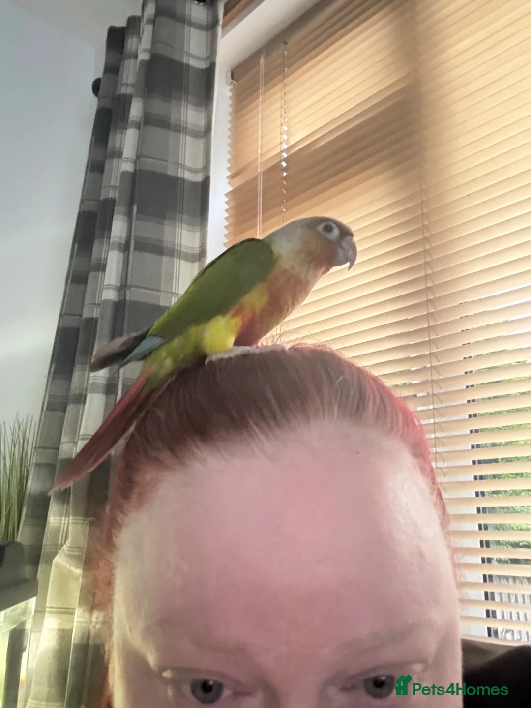 Conures birds for sale: Silly tame baby conure with cage  - Advert 2