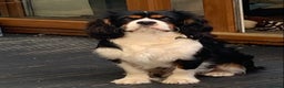 Cavalier King Charles Spaniel dogs for stud: ✨ Stunning KC Reg Cavalier King Charles Stud ✨ - Advert 2