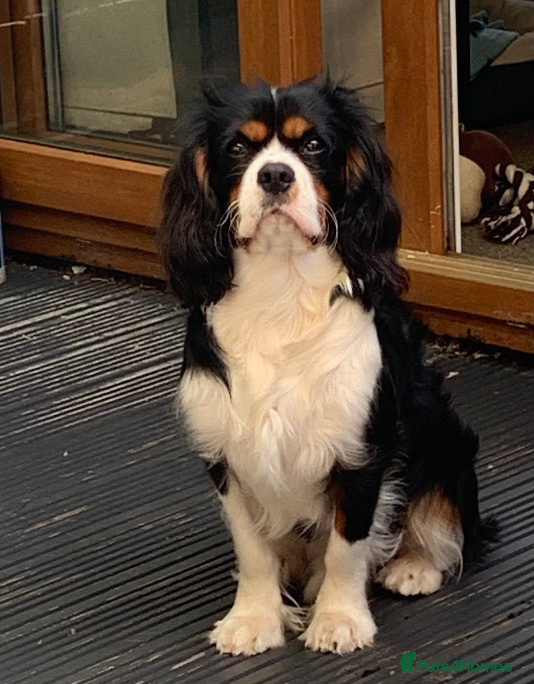 Cavalier King Charles Spaniel dogs for stud: ✨ Stunning KC Reg Cavalier King Charles Stud ✨ - Advert 2